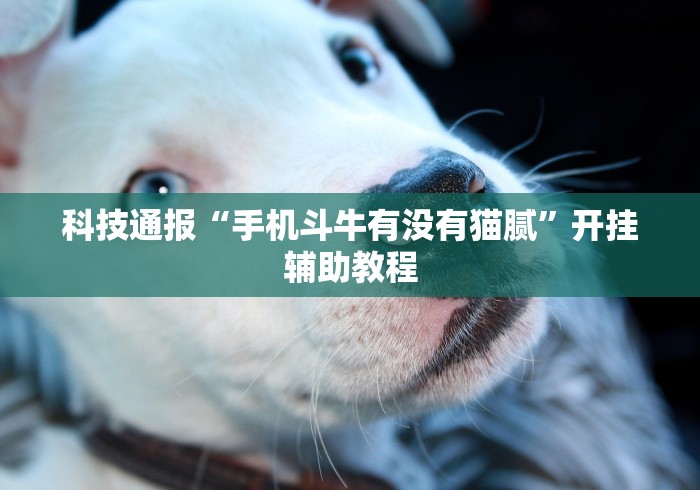 科技通报“手机斗牛有没有猫腻”开挂辅助教程