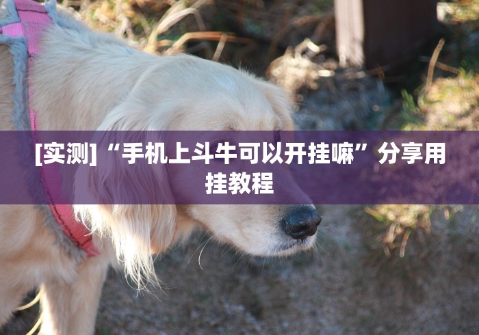 [实测]“手机上斗牛可以开挂嘛”分享用挂教程