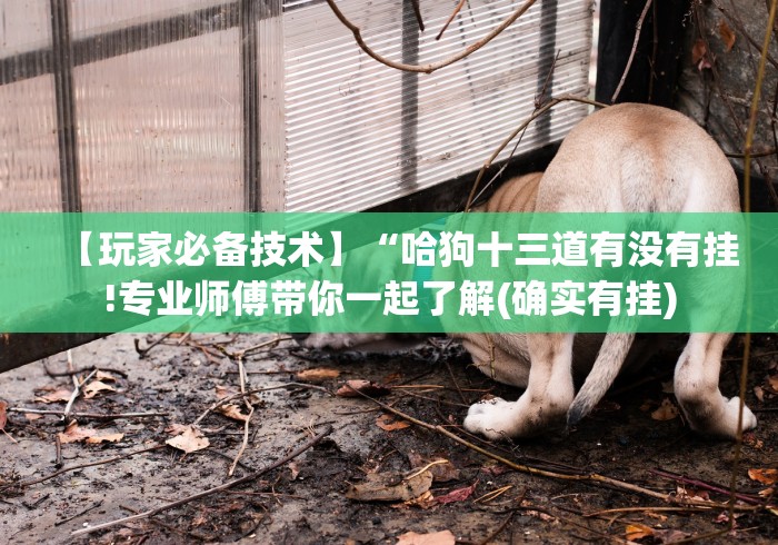 两分钟了解“微乐捉老麻子开挂神器教程	”事实上真的有挂