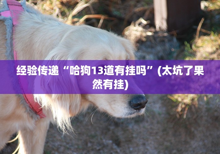 经验传递“哈狗13道有挂吗”(太坑了果然有挂)
