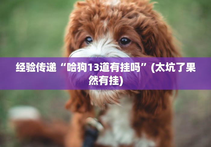 经验传递“哈狗13道有挂吗”(太坑了果然有挂)