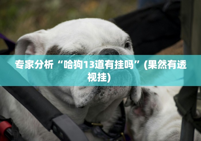 专家分析“哈狗13道有挂吗”(果然有透视挂) 